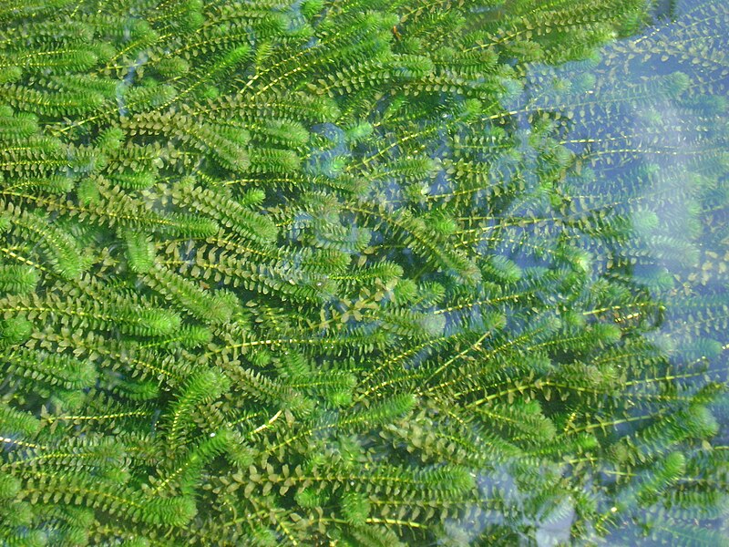 File:Elodea canadensis kz03.jpg