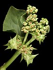 Emex australis plant Emex australis - Flickr - Kevin Thiele.jpg