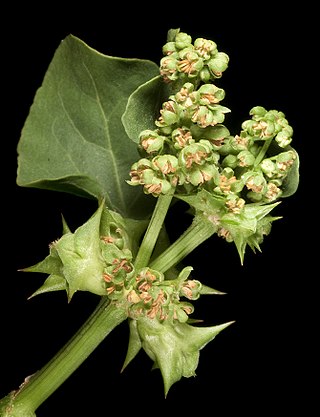 <i>Rumex hypogaeus</i> Species of flowering plant