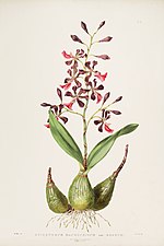 Thumbnail for Encyclia cordigera