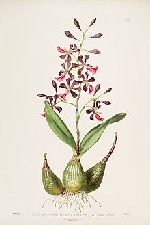Encyclia cordigera (Epidendrum macrochilum var. Roseum olarak) - Bateman Orch. Mex. Guat. pl. 17 (1842) .jpg