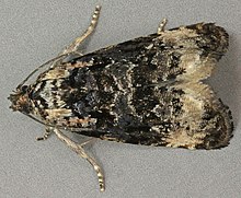 Endothenia gentianaeana, Талакр, Северный Уэльс, июнь 2012 г. (19682850085) .jpg