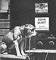 English bulldog wearing headphones and glasses, listening to the radio.jpg