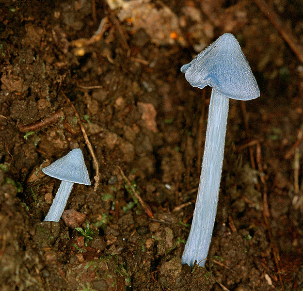 File:Entoloma hochstetteri 13958.jpg