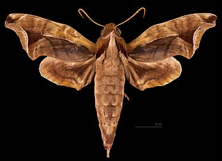 <i>Enyo gorgon</i> Species of moth
