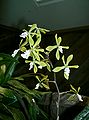 Epidendrum paniculatum