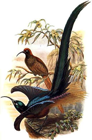 <span class="mw-page-title-main">Brown sicklebill</span> Species of bird