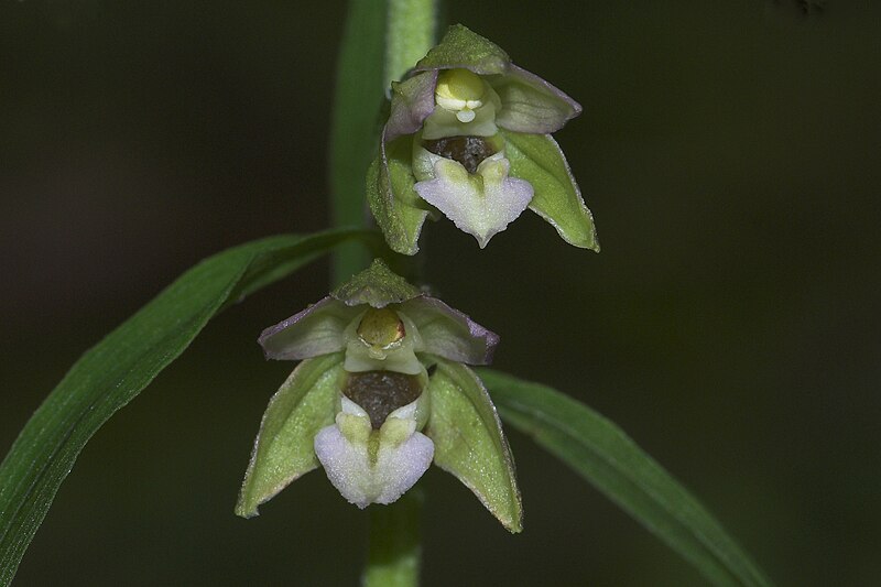 File:Epipactis helleborine-001.jpg