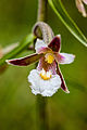 Epipactis palustris