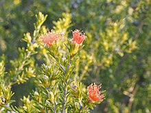 Eremaea pauciflora (yapraklar ve çiçekler) .jpg