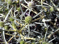 Eryngium ilicifolium