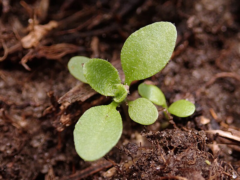 File:Erysimum cheiranthoides 2020-05-20 8745.jpg