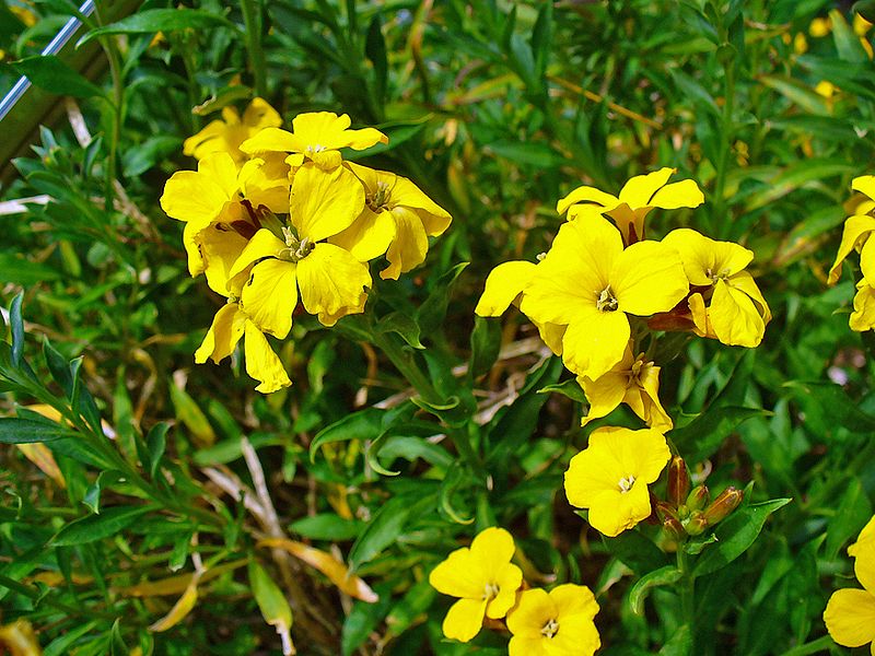 File:Erysimum cheiri 002.JPG