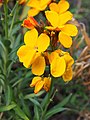 Erysimum × cheiri, Lak pospolity, 2019-04-06