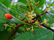 Koka (Erythroxylum coca)