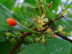 코카나무(Erythroxylum coca)