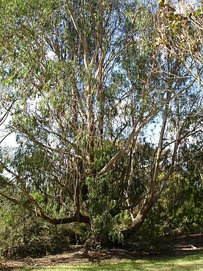 A kép leírása Eucalyptus elata.jpg.