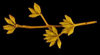 flower buds Eucalyptus horistes buds.jpg