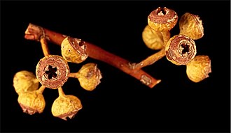 fruit Eucalyptus leptopoda fruit.jpg