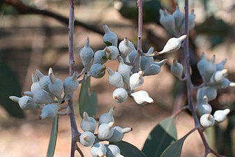 flower buds Eucalyptus orgadophila buds.jpg