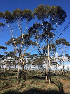 <i>Eucalyptus ornata</i> Species of eucalyptus