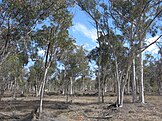 Eucalyptus wandoo woodlands