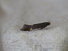 Eulamprotes atrella (14751148273) .jpg