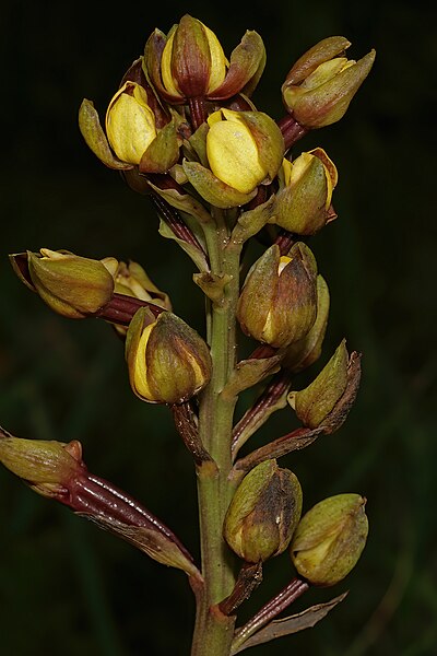 File:Eulophia parviflora 1DS-II 9413.jpg