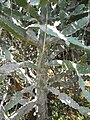 Euphorbia antiquorum (YS) (3).JPG