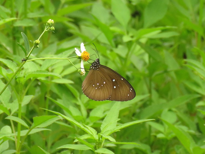 File:Euploea core (30832062728).jpg