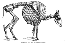 European bison's skeleton EuropeanBisonLyd3.png