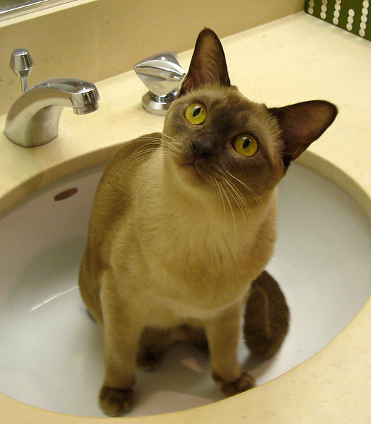 File:European Burmese.jpg