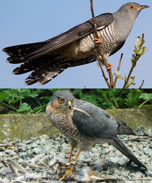 Cuckoo adult (top) mimics sparrowhawk, giving females time to lay eggs parasitically