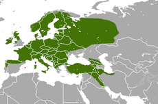 דלק אירופי: מין של יונק ממשפחת הסמוריים