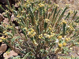 <i>Euryops walterorum</i> Species of flowering plant