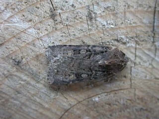 <span class="mw-page-title-main">Garden dart</span> Species of moth