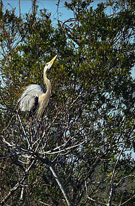 Polski: Czapla modra English: The Great Blue Heron