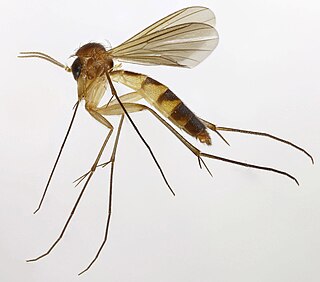 <i>Exechiopsis</i> Genus of flies