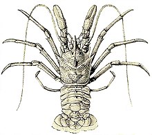 FMIB 45466 Deep-Sea Hermit-Lobsters, with Dull, Lack-Lustre Eyes.jpeg