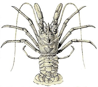 <i>Galacantha</i> Genus of crustaceans