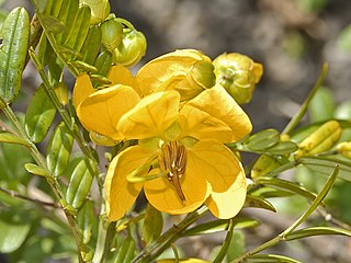 <i>Senna odorata</i> species of plant