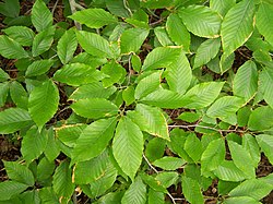 Fagus grandifolia foliage.jpg