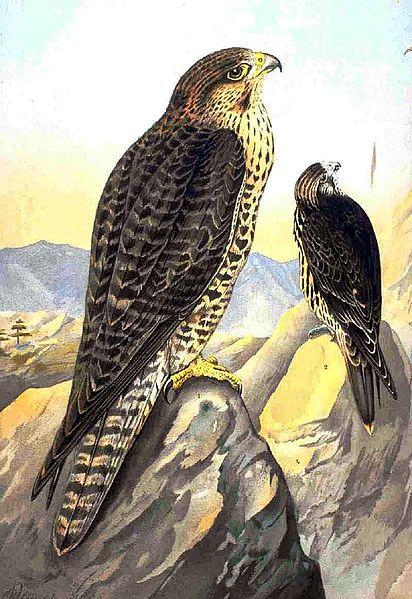 File:Falco biarmicus NAUMANN.jpg