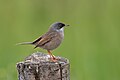 * Nomination Spectacled warbler (Curruca conspicillata) near ZaghouanI, the copyright holder of this work, hereby publish it under the following license:This image was uploaded as part of Wiki Loves Earth 2024. --El Golli Mohamed 14:56, 28 May 2024 (UTC) * Promotion  Support Good quality. --Benjism89 18:44, 28 May 2024 (UTC)