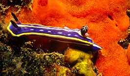 Hypselodoris tricolor