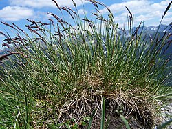 grass - Wiktionary, the free dictionary