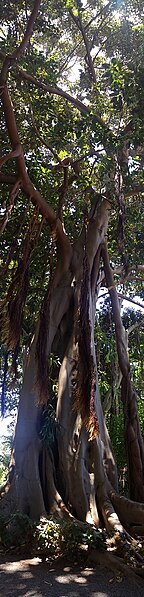 File:Ficus columnaris Tenerife 03.jpg