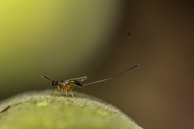 File:Figwasp Apocrypta sps. on Ficus racemosa4.jpg