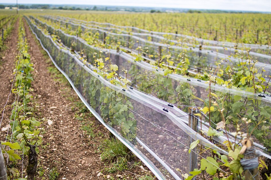 Filet anti-grêle agricole pour arbres fruitiers et cultures