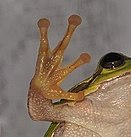 Fingers of a treefrog.jpg